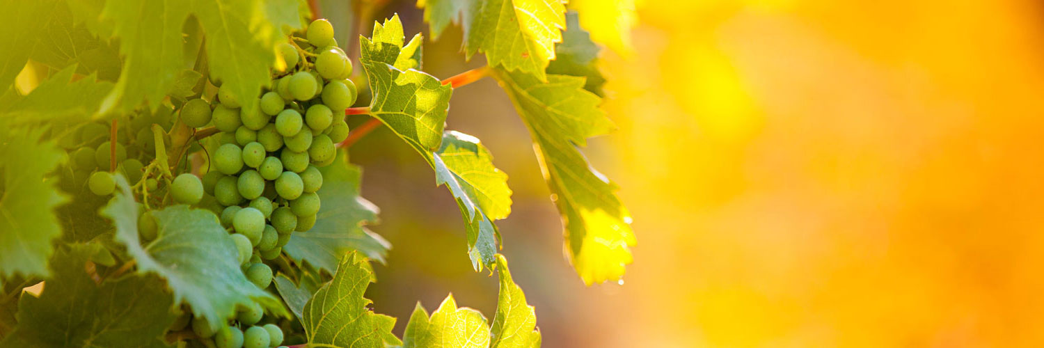 Uvas blancas